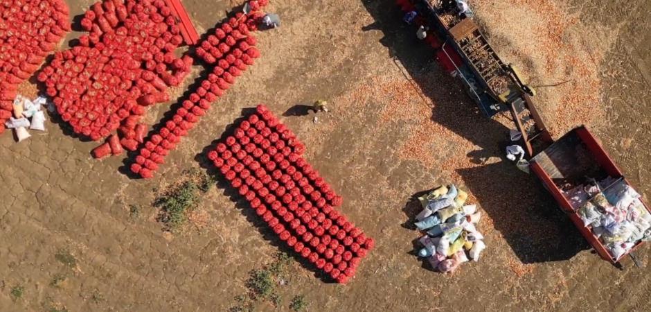 Bu soğan 3 yılda sofraya geliyor! Aroması bambaşka, susuz yerde yetişiyor