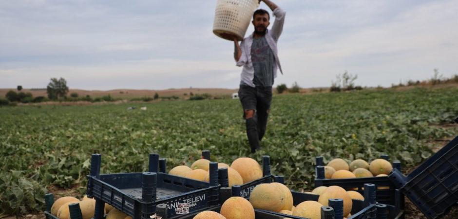 Tarladan direkt vatandaşa sattı: Fiyatı 15 lira ucuzladı!