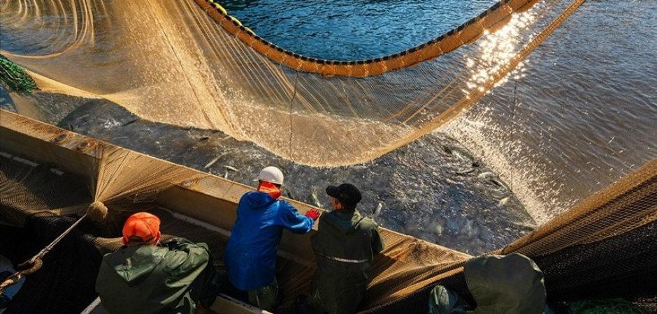 Egeli balık&ccedil;ılar &lsquo;Vira Bismillah&rsquo; diyerek yeni sezona başladı: Hamsi bereketi!