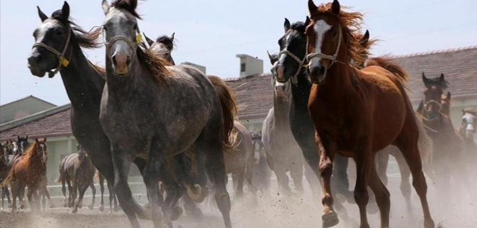 TİGEM duyurdu: Safkan Arap koşu atları satışa &ccedil;ıkıyor!