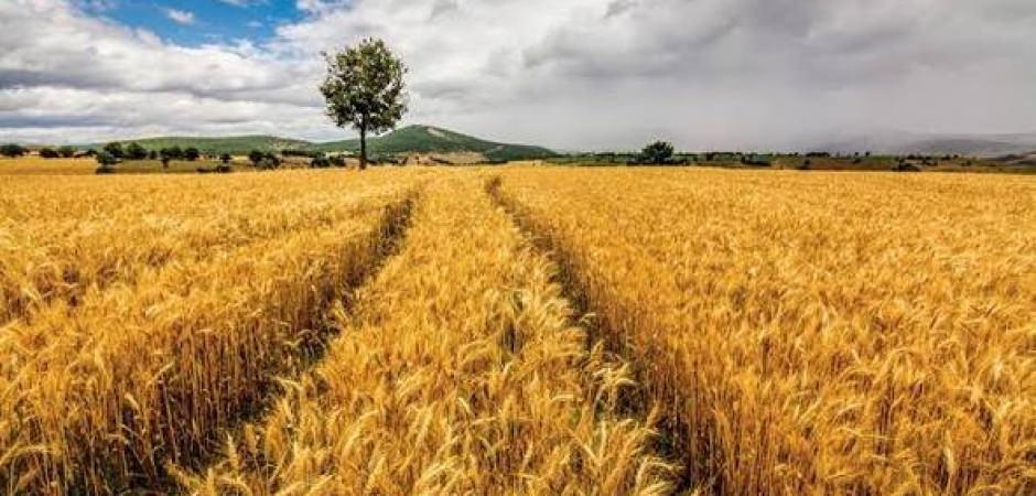 Almanya Tarım Bakanı, T&uuml;rkiye ile işbirliğini geliştirmek istediklerini belirtti