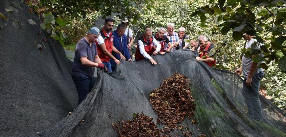 Fındık &uuml;reticisine b&uuml;y&uuml;k kolaylık! Hasat maliyetini y&uuml;zde 80 d&uuml;ş&uuml;r&uuml;yor!