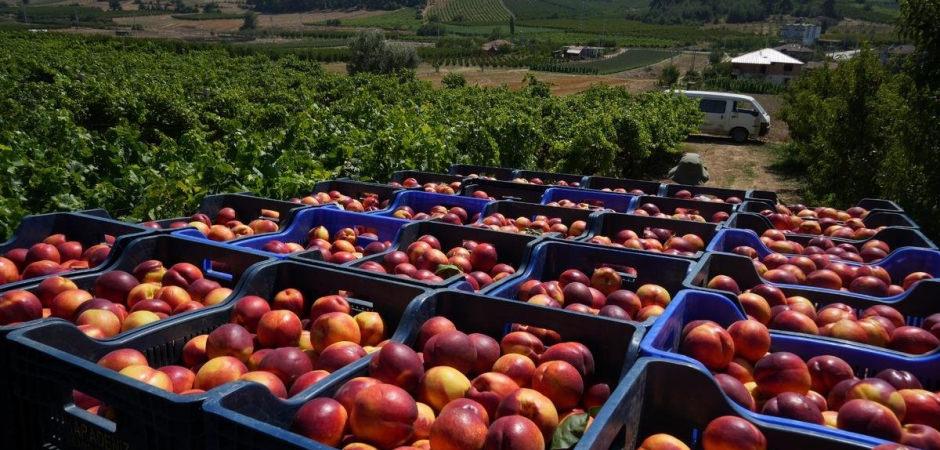 Ge&ccedil;en yıl 70 liraydı, şimdi 20 lira! Rekolte &ccedil;ok ama randıman yok