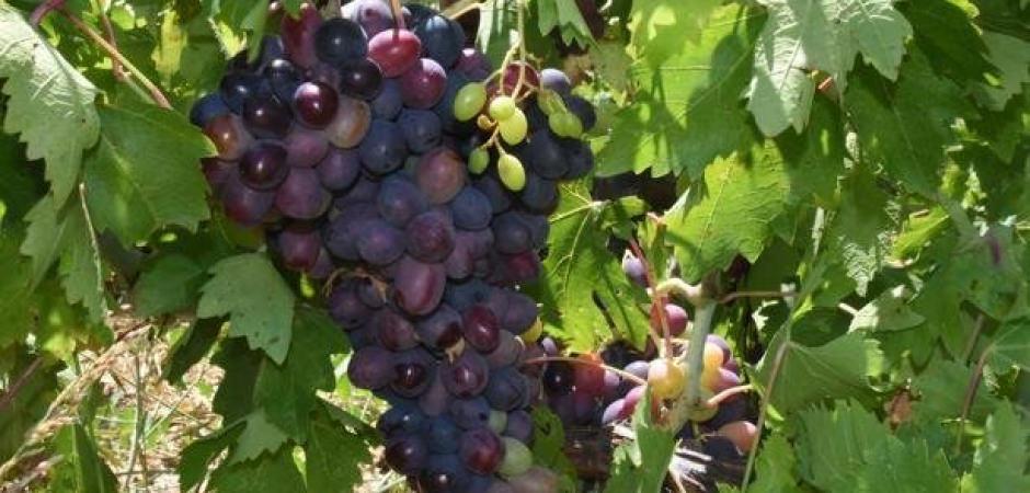 Tarlada 60, markette 200 lira! Kavacık &uuml;z&uuml;m&uuml;nde &uuml;retici dertli!