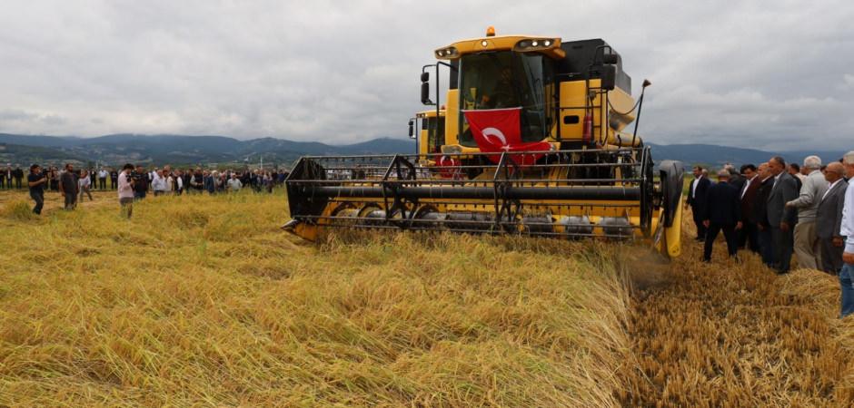 Aylardır bu anı bekliyorlardı: &Ccedil;eltik hasadı başladı!