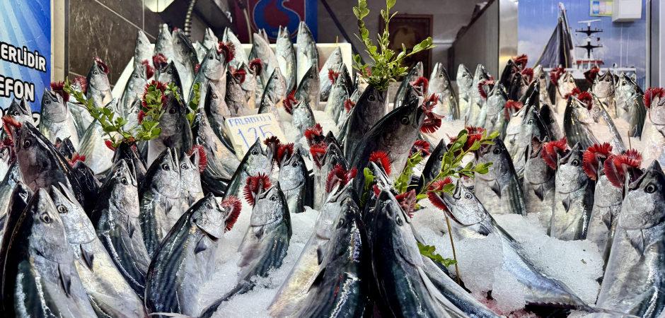 Palamut bolluğu başladı! Tanesi 100 TL'den satılıyor: Hamsi bu sezon az olacak