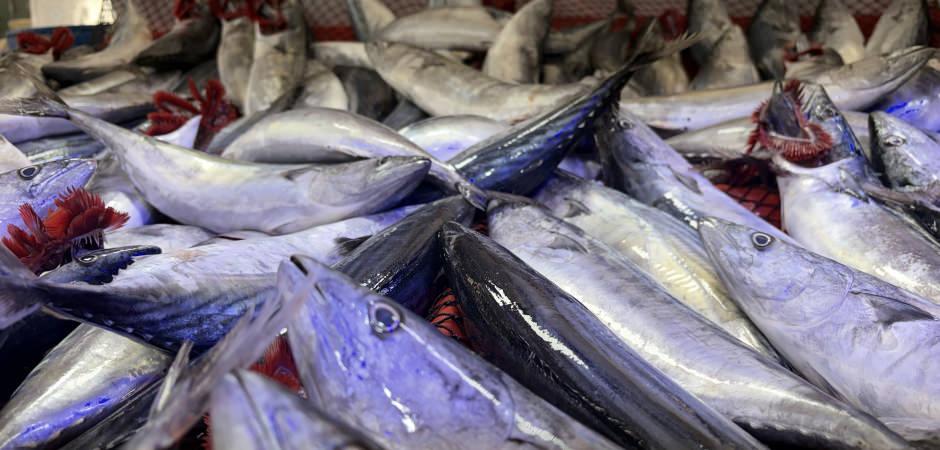 Karadeniz&rsquo;de palamut bolluğu tezgahlara yansıdı! Fiyatı 50 liradan başlıyor!