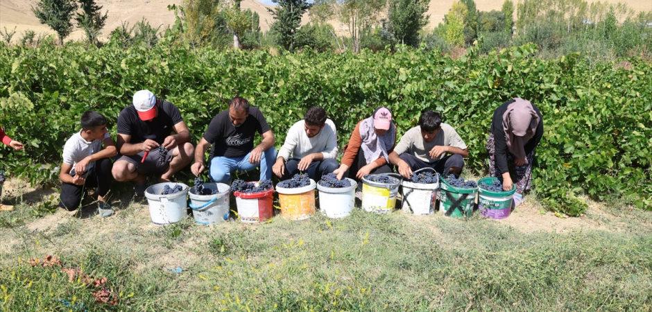 3 bin yıllık mirasta hasat heyecanı! Erciş karasında y&uuml;ksek rekolte bekleniyor!