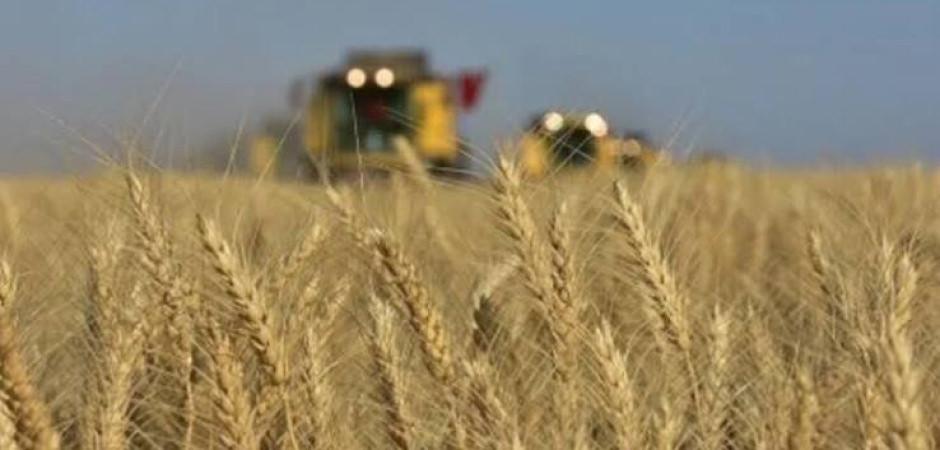 TİGEM 2 bin 906 ton mahsul buğday satacak