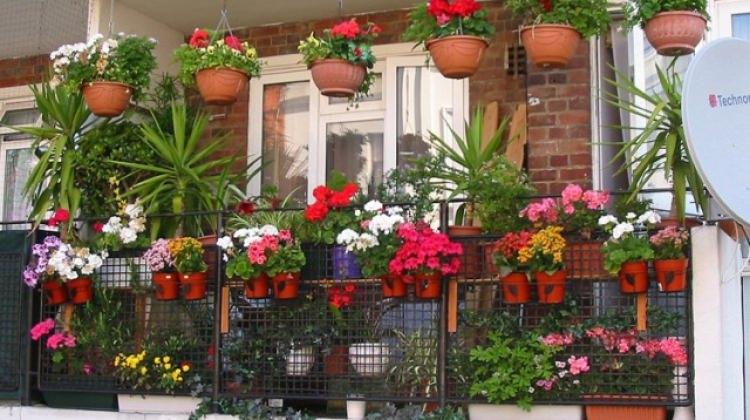 Evde bitki nasıl bakılır? - Pratik Bilgiler Haberleri, Haber7