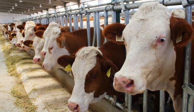 Et ve Süt Kurumu et alım fiyatında artışa gitti Ekonomi Haberleri