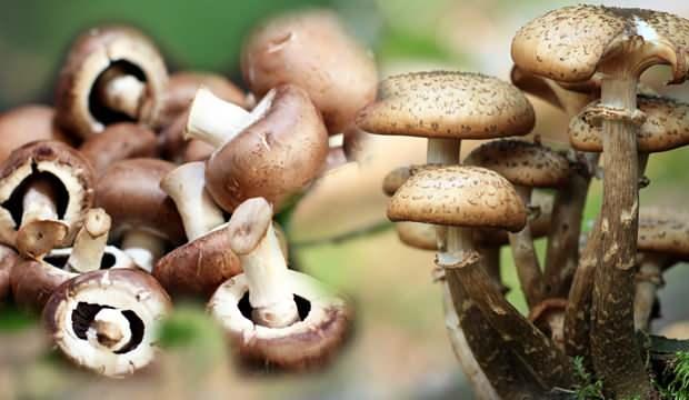 Rüyada mantar topladığını görmek ne anlama gelir? Rüyada çürük mantar