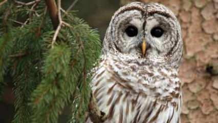 Rüyada yarasa sürüsü görmek ne demek? Rüyada yarasa öldürmek neye