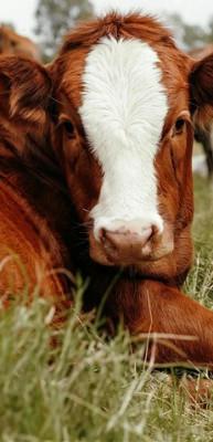 Kars'ta 40 aile devlet desteğiyle hayvancılık işletmesi kurdu