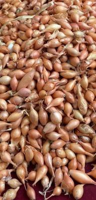 Soğan üreticilerine ‘Dikim zamanı’ uyarısı