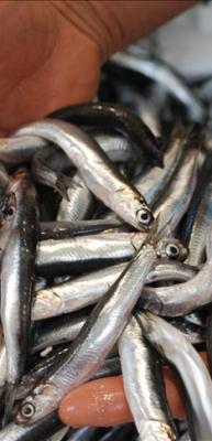 Hamsi'den T&uuml;rkiye'ye b&uuml;y&uuml;k katkı: Kasaya 14,5 milyon dolar girdi!