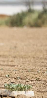 &Ccedil;ukurova'da 2026 tarım iş&ccedil;isi &uuml;cretleri belli oldu