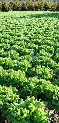 Samsun'da topraksız tarım y&ouml;ntemiyle yetiştirilen maydanozun hasadı yapıldı