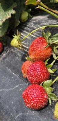 &Ccedil;ilek hasadı başladı: Kilosu 65 lira!