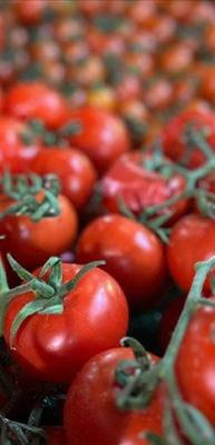 Elazığ&rsquo;da domates &uuml;retiminde yeni sezon başladı