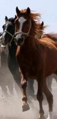 TİGEM 17 safkan Arap koşu tayı satacak