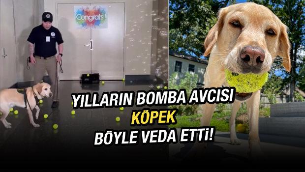 Bomba avcısı köpeğe son iş günü sürprizi! O anlar viral oldu