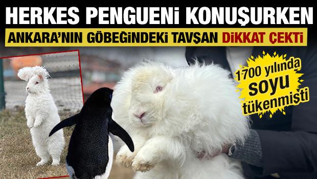 Nesli t&uuml;kenmişti: G&ouml;ren g&ouml;zlerine inanamıyor! Koyun değil tavşan