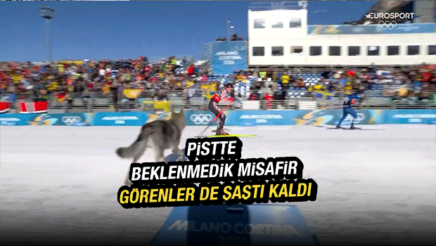 Kış Olimpiyatları'nda piste giren kurt herkesi hem şaşırttı hem korkuttu 