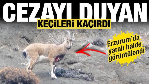 Erzurum'da yaralı halde g&ouml;r&uuml;nt&uuml;lendi! &Ouml;ld&uuml;rmenin cezası 940 bin TL