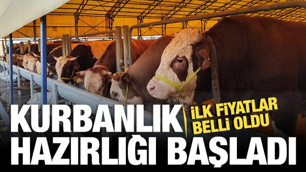 Kurbanlık pazarlıkları başladı! İlk fiyatlar belli oldu 