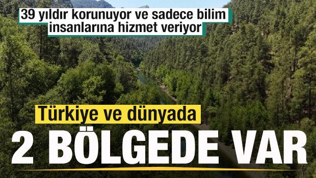 39 yıldır korunan ve sadece bilim insanlarına hizmet veren orman! 