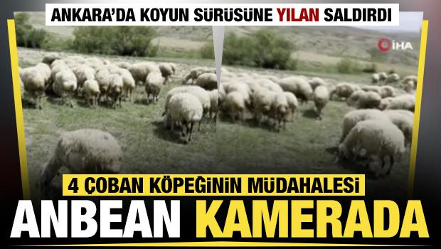 Başkent&rsquo;te bir yılan koyun s&uuml;r&uuml;s&uuml;ne saldırdı