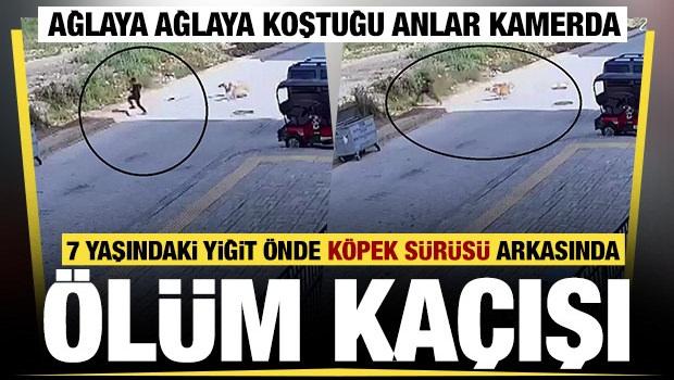 Hatay'da sokak k&ouml;peklerinin saldırdığı 7 yaşındaki &ccedil;ocuğun korku dolu anları kamerada