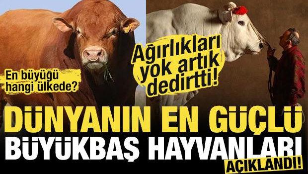 Kurban Bayramı yaklaşıyor! İşte d&uuml;nyanın en b&uuml;y&uuml;k ve en g&uuml;&ccedil;l&uuml; b&uuml;y&uuml;kbaş hayvanları!