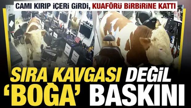Sultanbeyli&rsquo;de kuaf&ouml;re giren kurbanlık boğa ortalığı birbirine kattı
