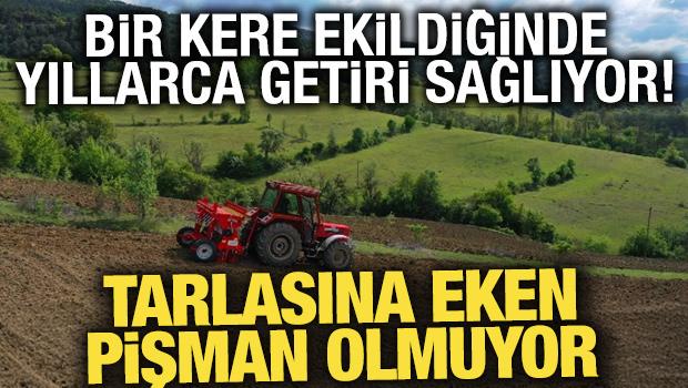 Tarlasına eken pişman olmuyor! Bir kere ekildiğinde yıllarca getiri sağlıyor... 