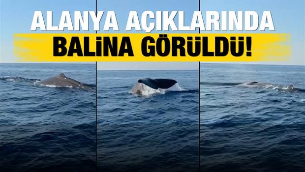 Alanya a&ccedil;ıklarında balina heyecanı kamerada