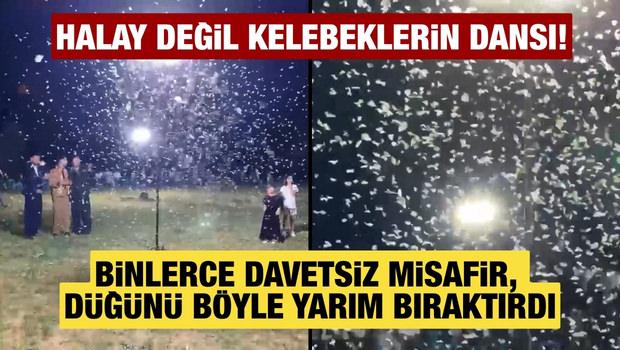Halay değil kelebeklerin dansı: Şırnak'ta binlerce davetsiz misafir d&uuml;ğ&uuml;n&uuml; b&ouml;yle yarım bıraktı