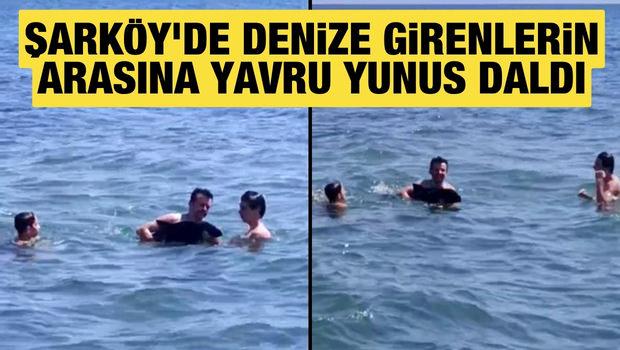 Şark&ouml;y'de denize girenlerin arasına yavru yunus daldı: Eğlenceli anlar kamerada