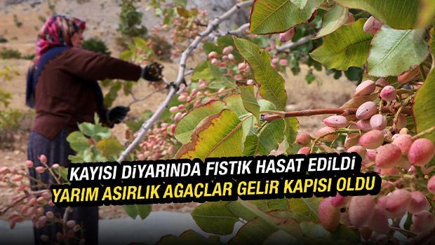 Malatya'da kayısıya alternatif olarak ekilen fıstık ağa&ccedil;larının hasadı başladı