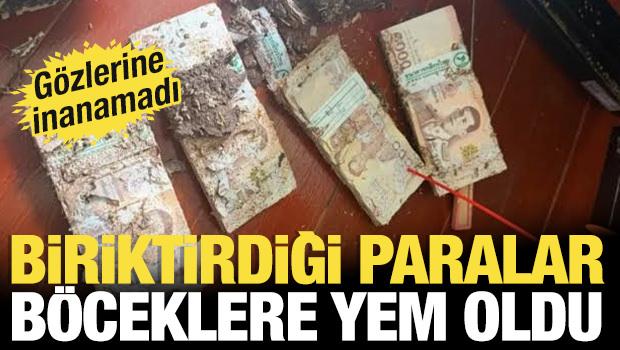 Kasada biriktirdiği paralar b&ouml;ceklere yem oldu